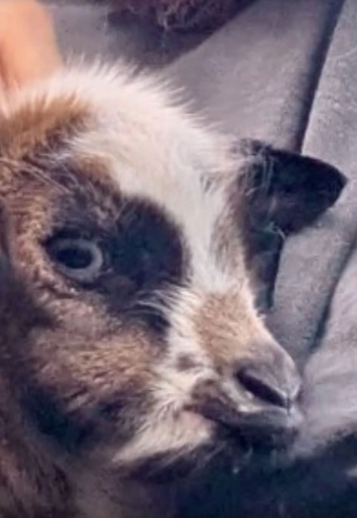 A newborn baby goat, provided free of charge to calm thee nerves