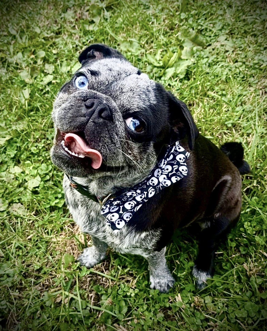 Banksy the blue panda pug smiling in the grass