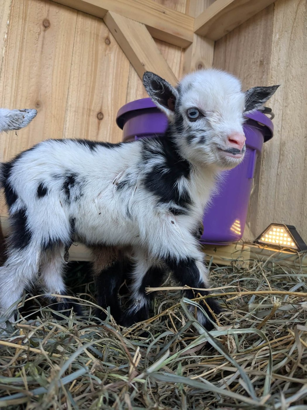 Bunny the blue-eyed Nigerian Dwarf doeling for sale in Ohio