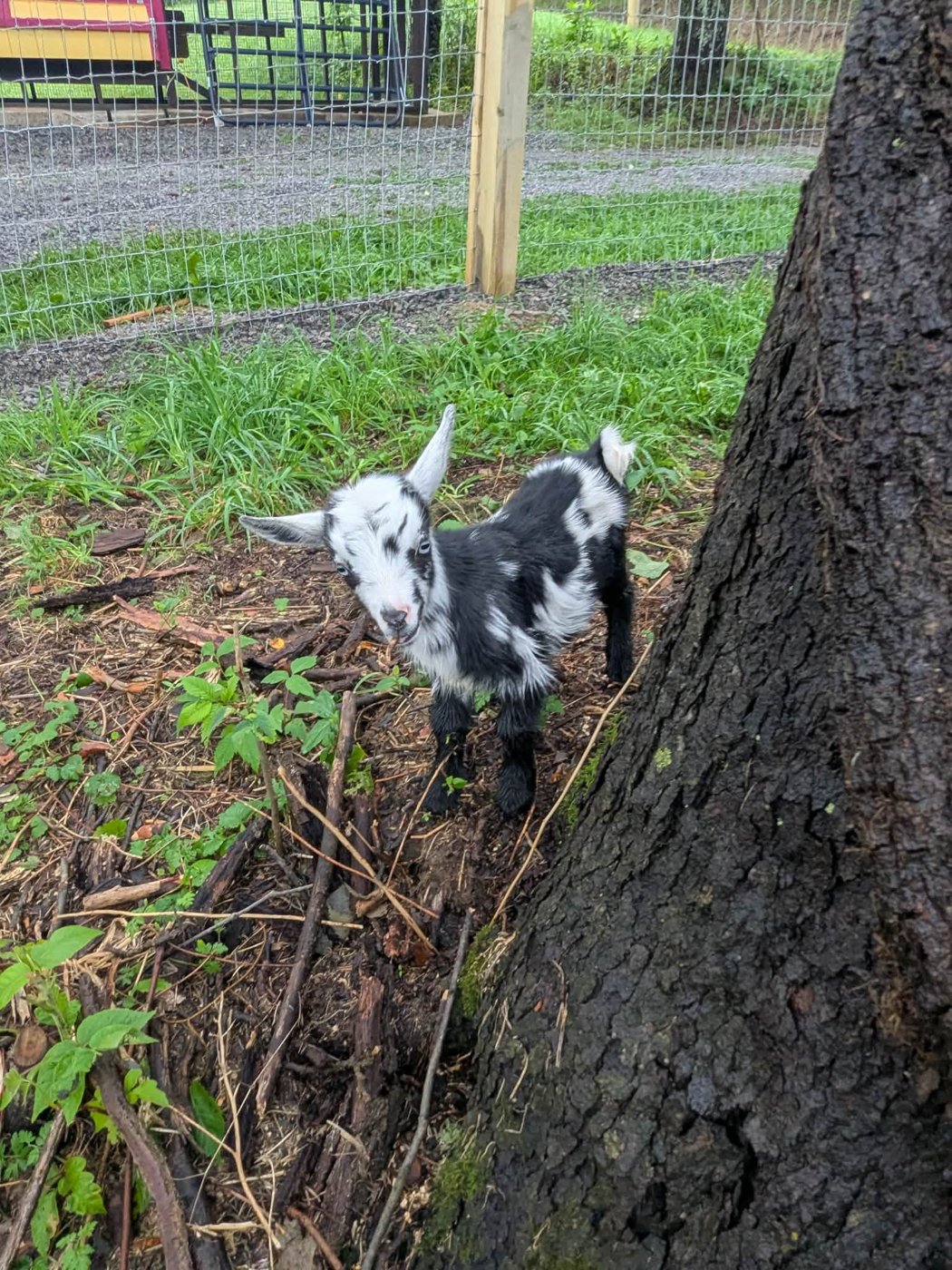 Bunny the Nigerian Dwarf doeling for sale