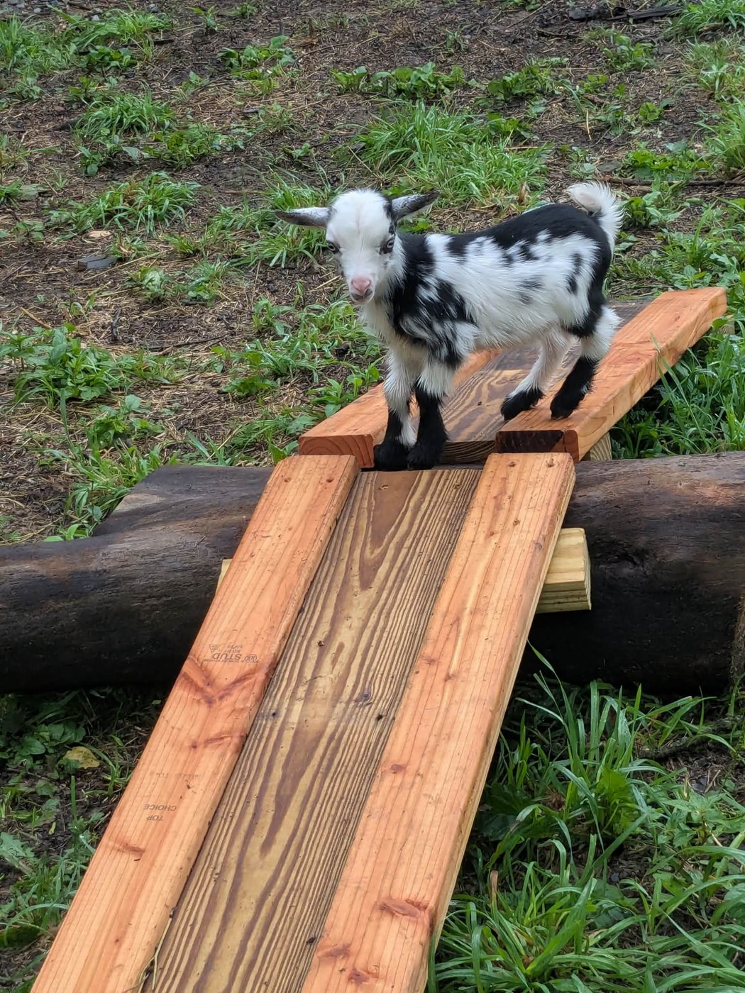 Bunny the Nigerian Dwarf doeling for sale