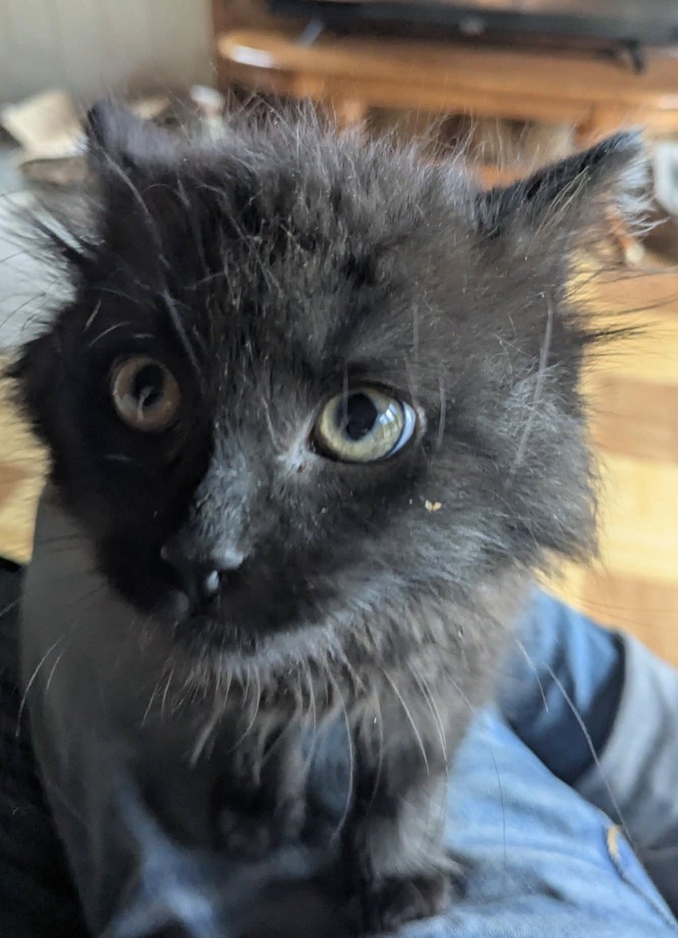 Kalohe as a wild-haired kitten