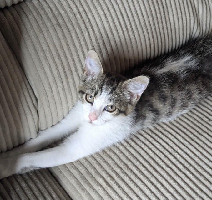 Mr Kitty on the couch