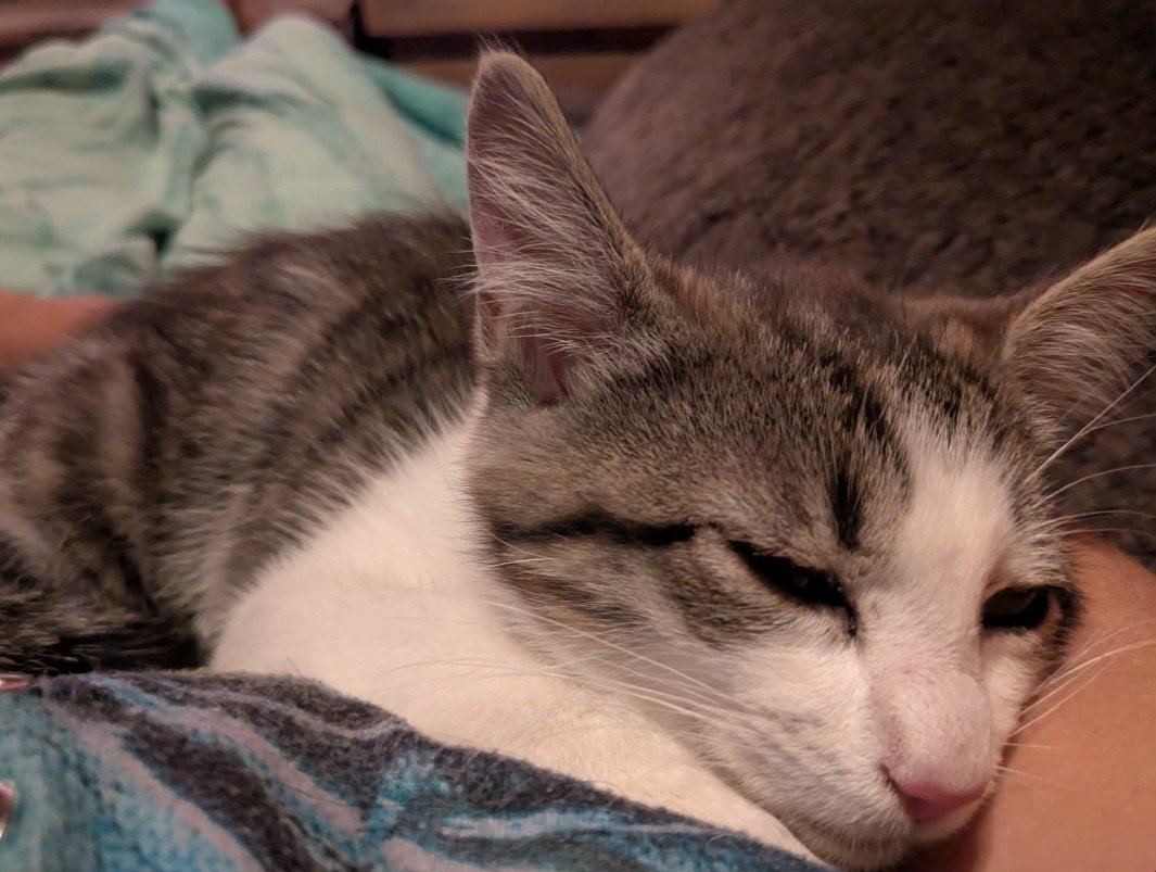 Mr Kitty asleep