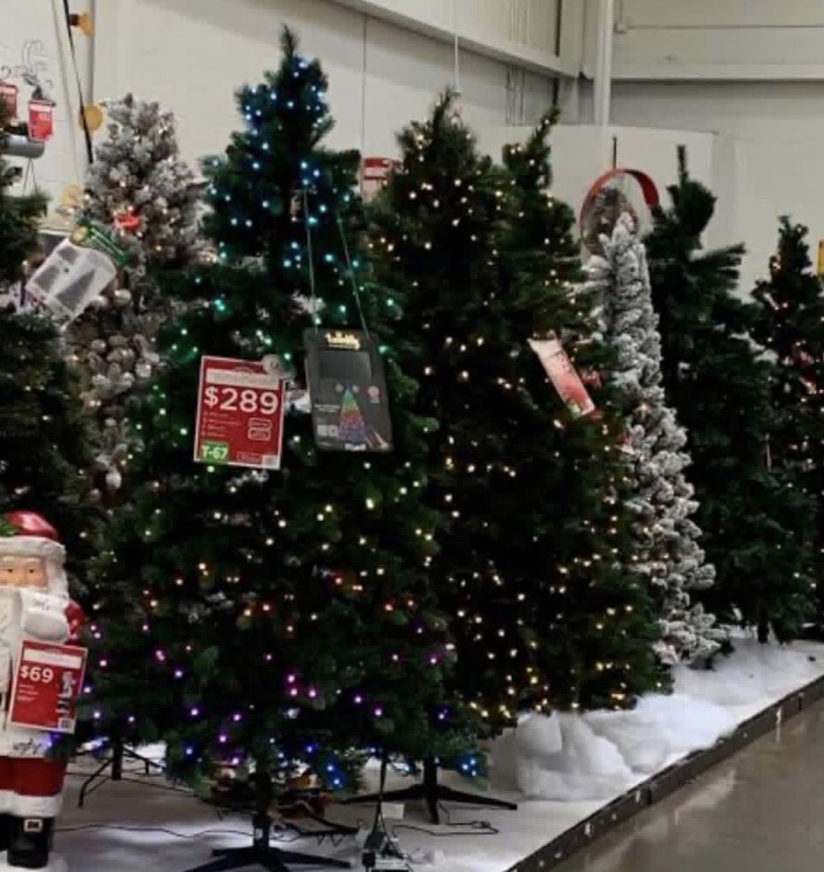 Dead Trees vs. Live Trees: A Perfectly Normal Adult Decision