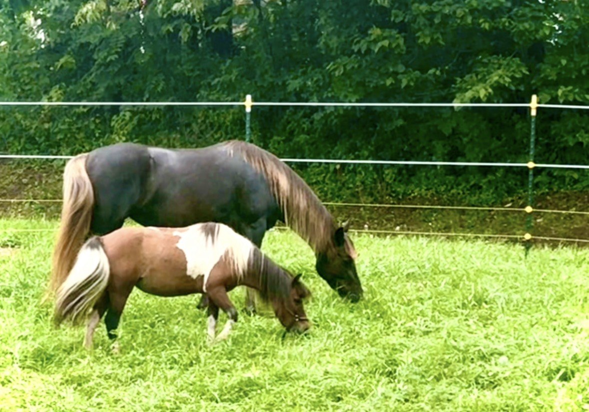 Bigfoot's Farm animals