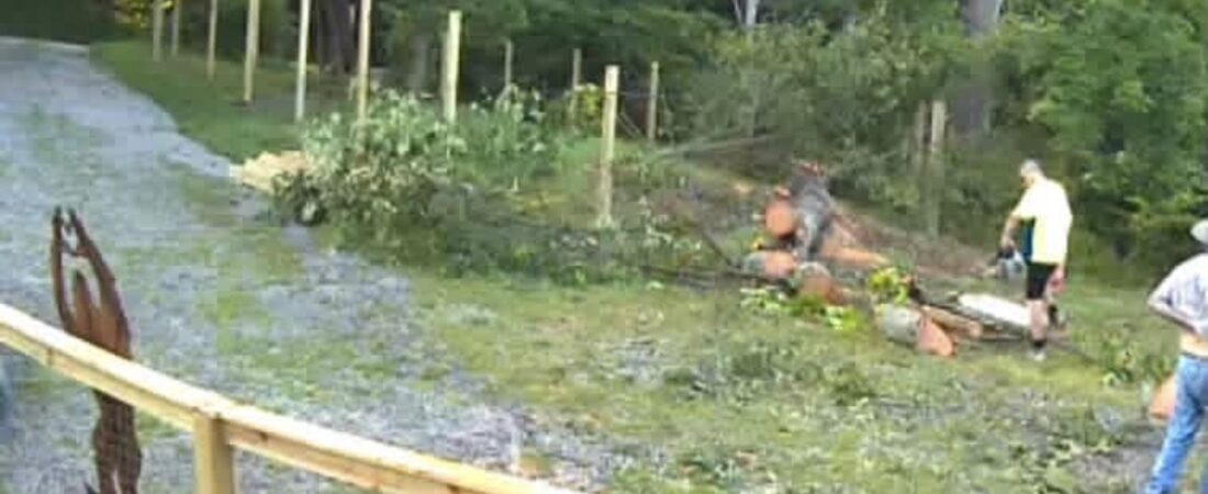 A Tale of Timber and Tribulations