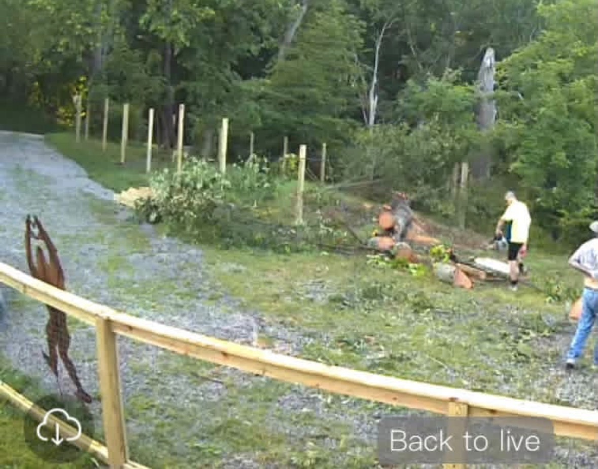 A Tale of Timber and Tribulations