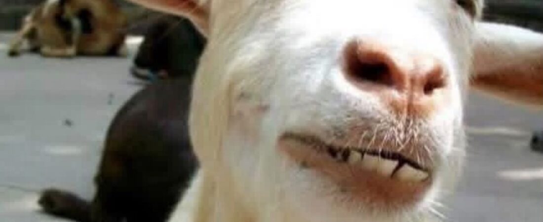 Are Goats Ticklish? And Other Questions the Internet Failed Me On
