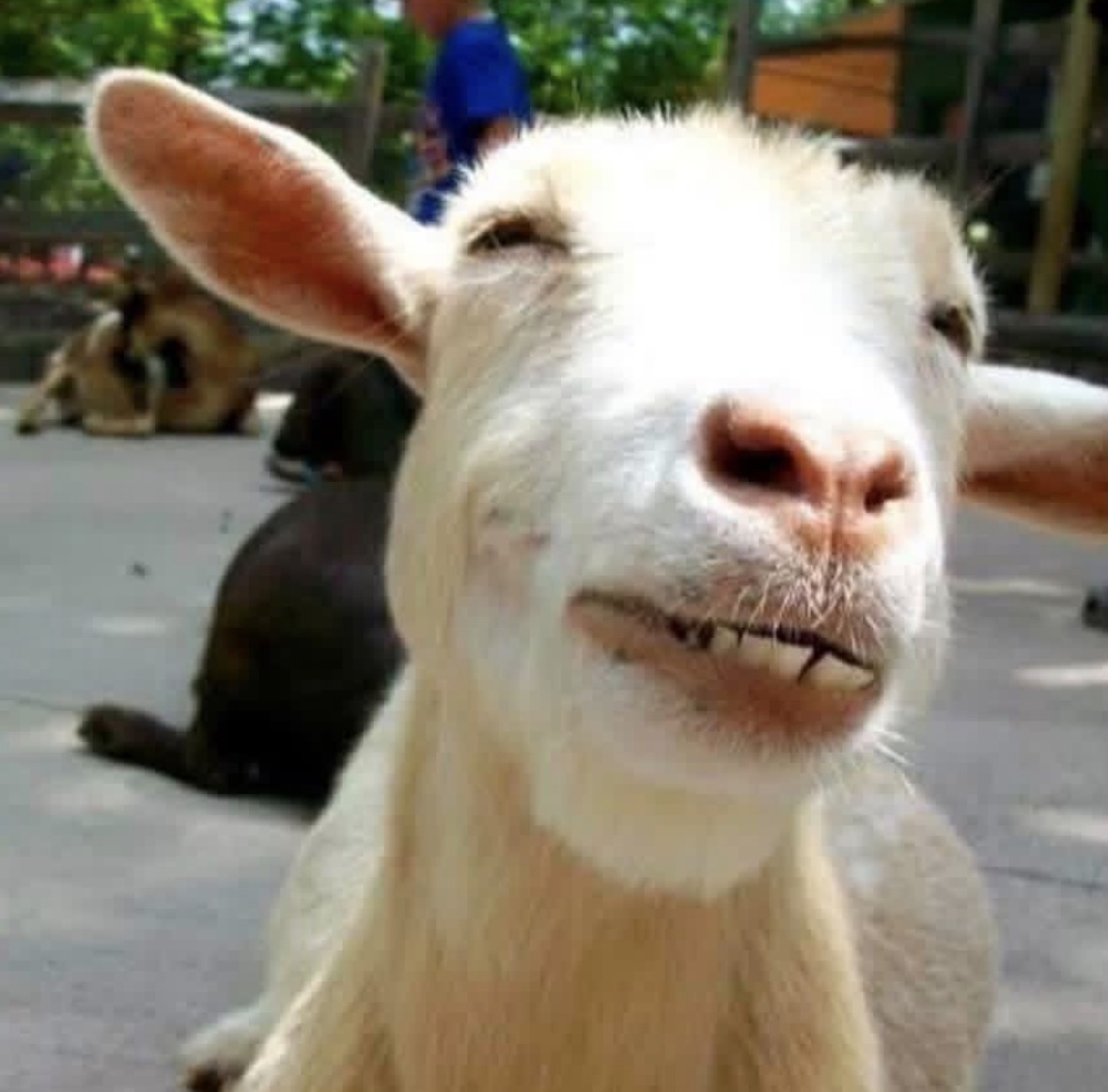 Are Goats Ticklish? And Other Questions the Internet Failed Me On