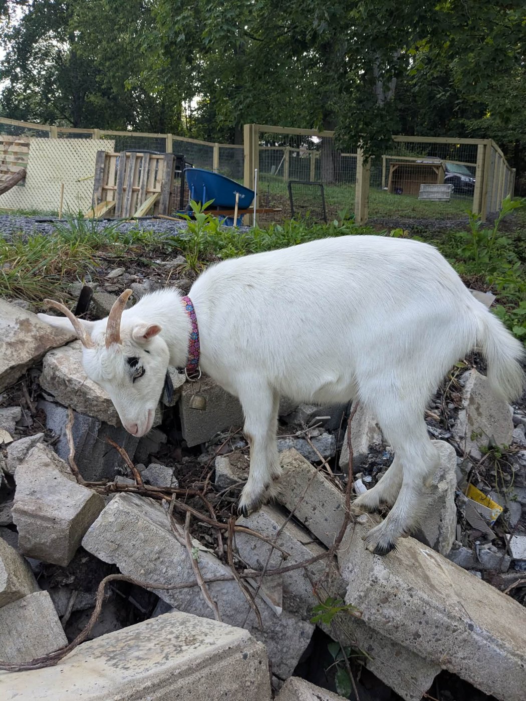 Ivy and Roxanne, the goats of Bigfoot's Farm