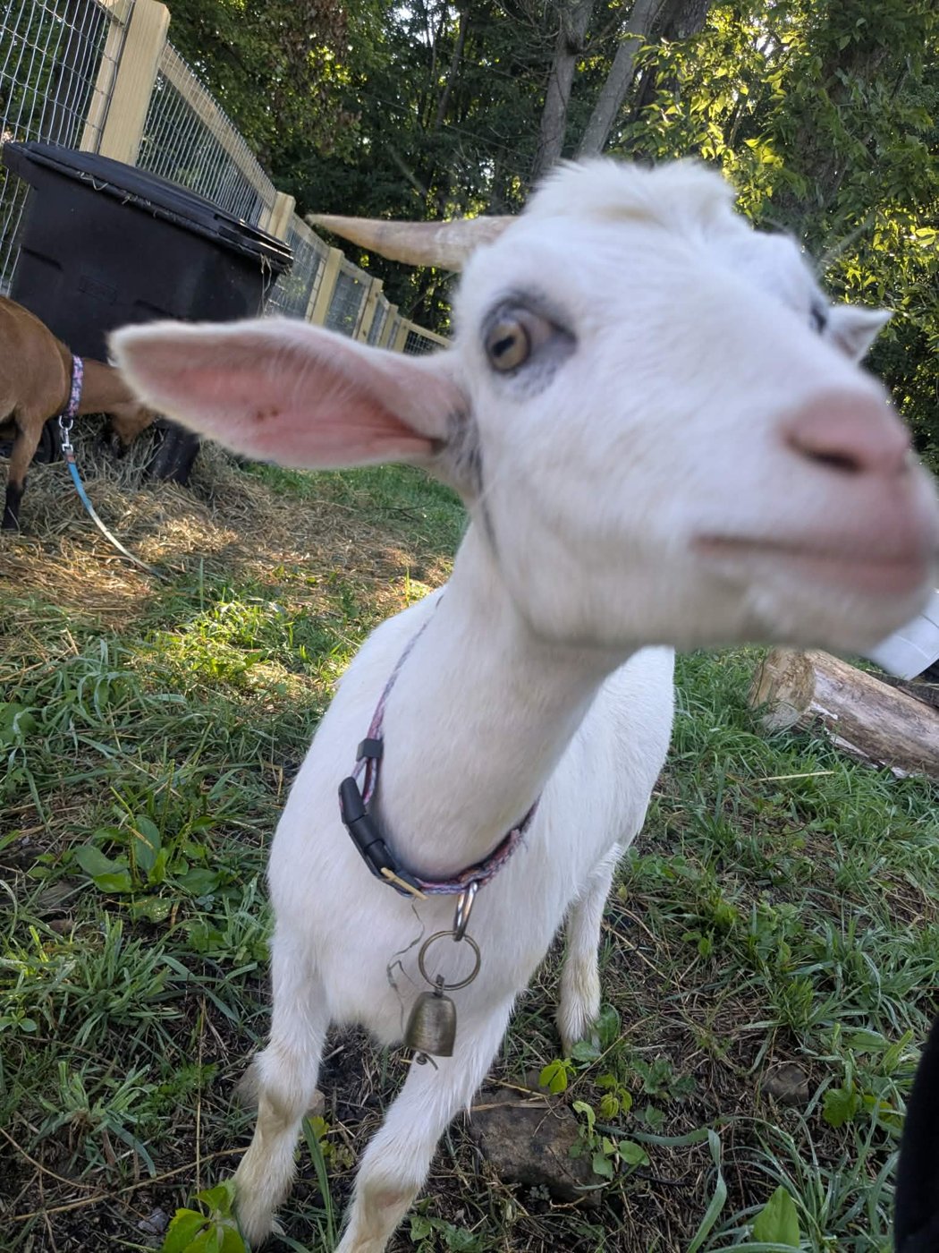 Ivy and Roxanne, the goats of Bigfoot's Farm