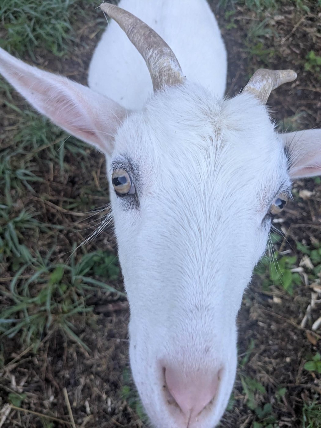 Ivy and Roxanne, the goats of Bigfoot's Farm