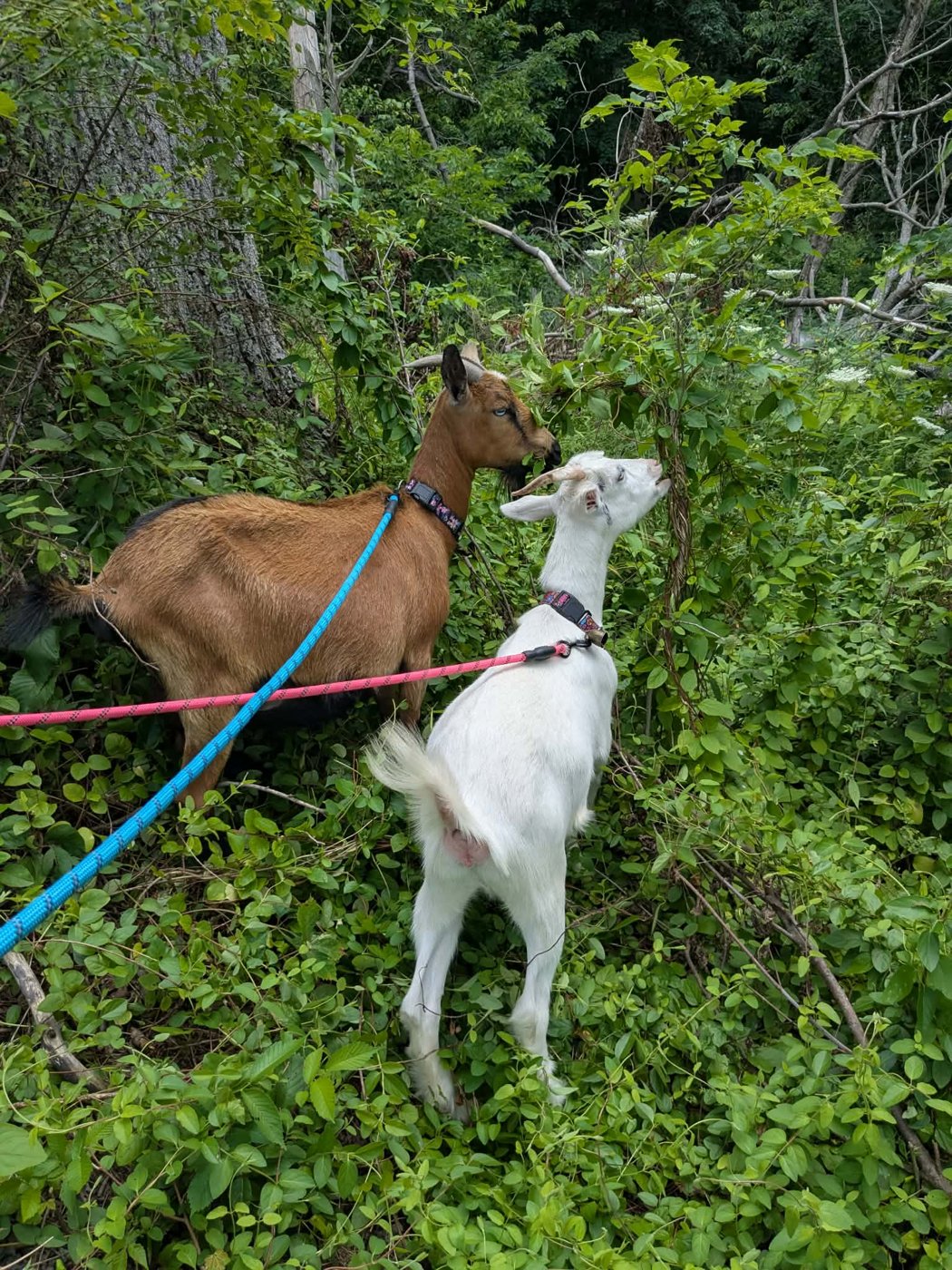 Ivy and Roxanne, the goats of Bigfoot's Farm