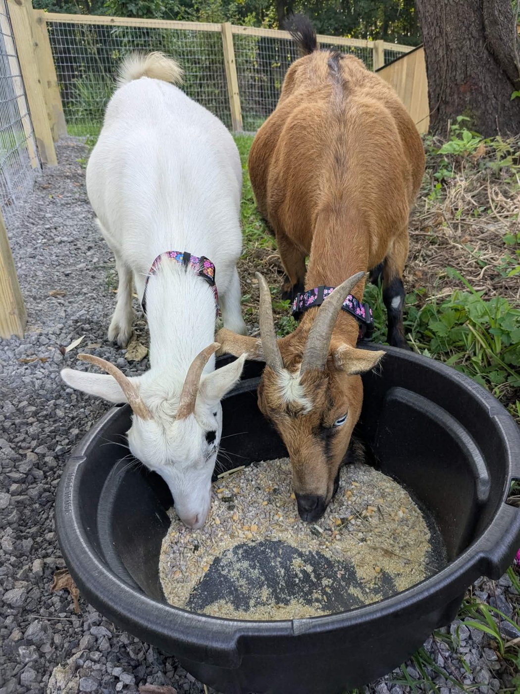 Ivy and Roxanne, the goats of Bigfoot's Farm