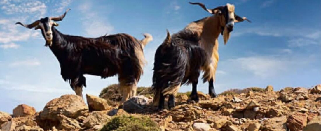 When Did Owning Goats Require a Degree in Geology?