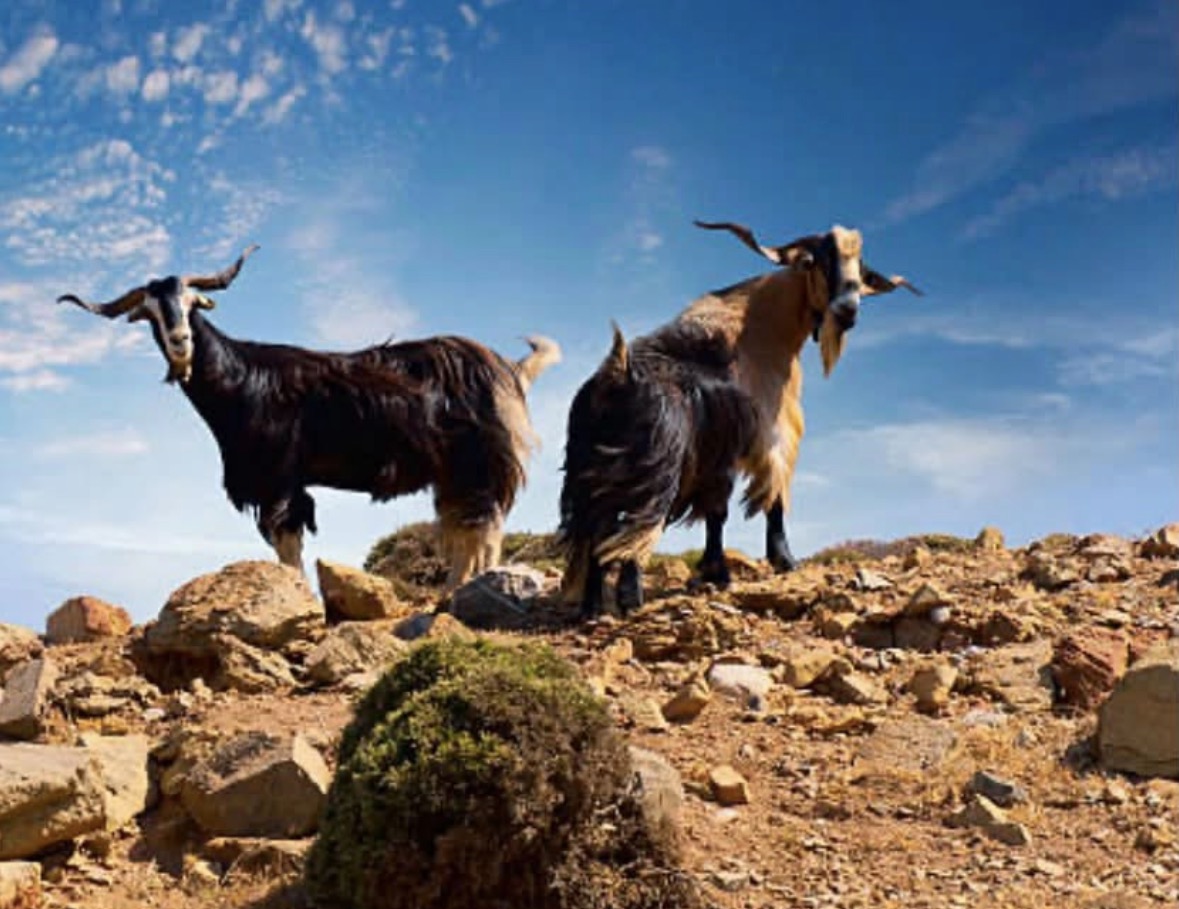 When Did Owning Goats Require a Degree in Geology?