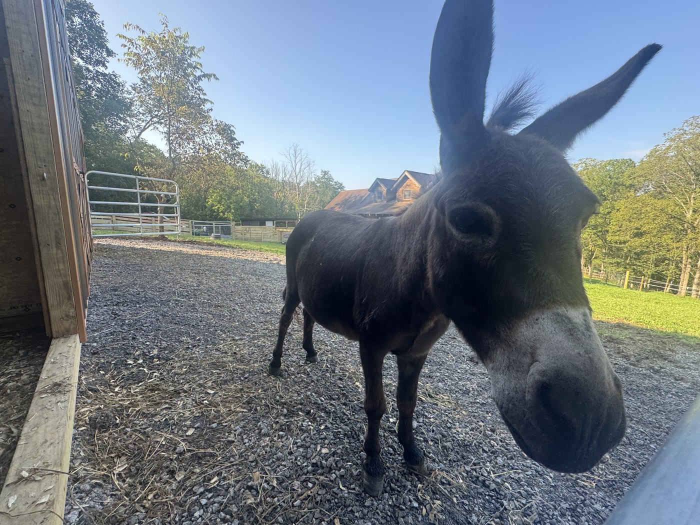 Gus the rescue mini donkey