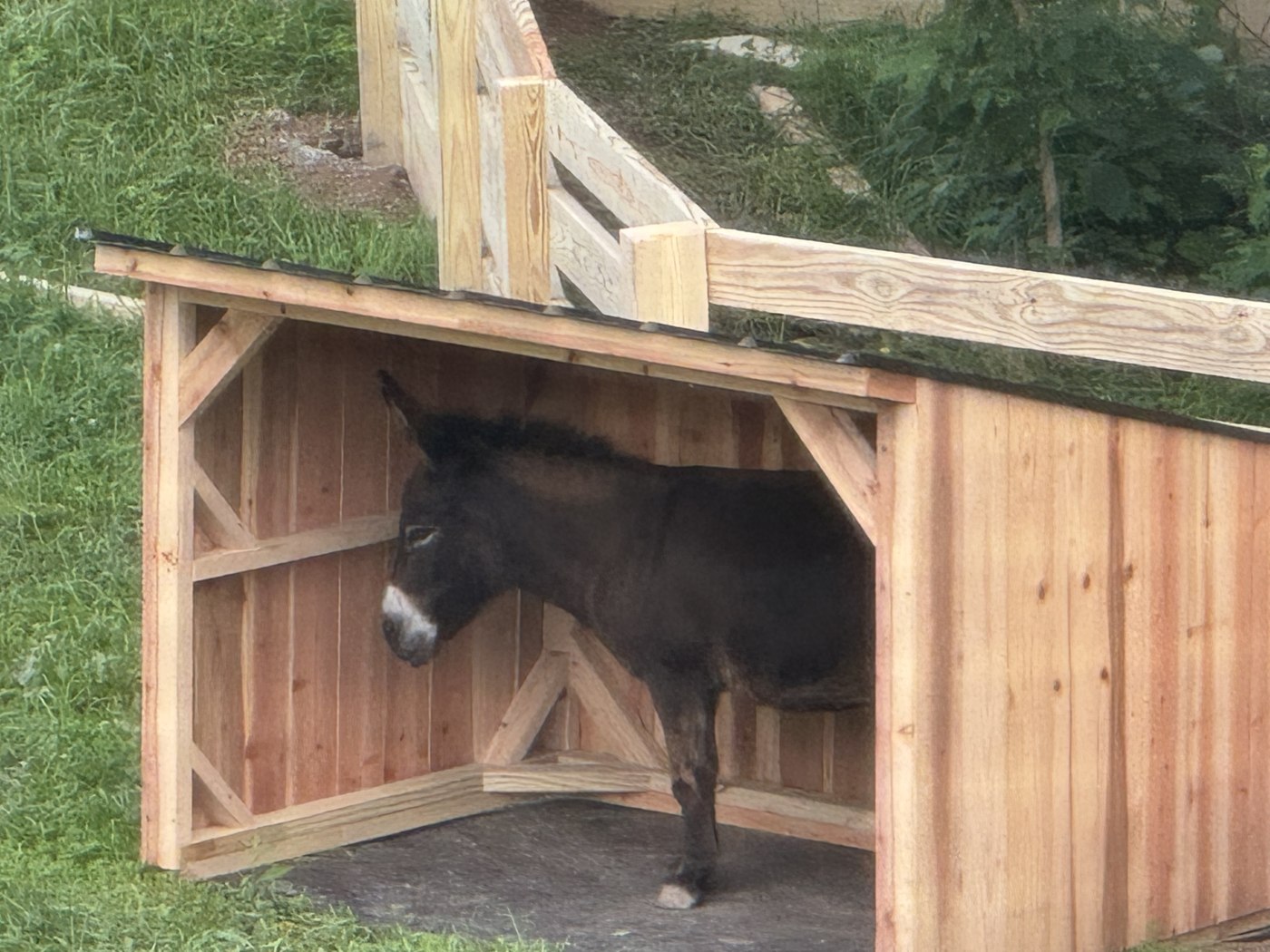 Gus the rescue mini donkey