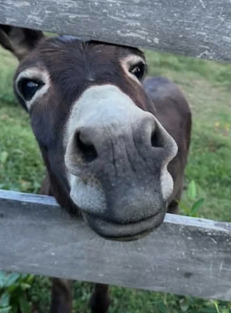 Gus the rescue mini donkey