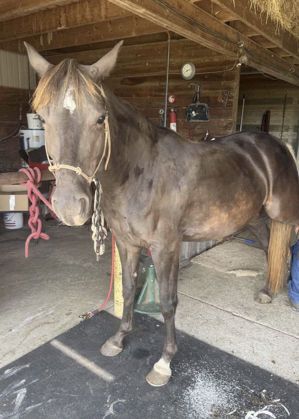 Freya the Rocky Mountain Horse mare haltered in the barn