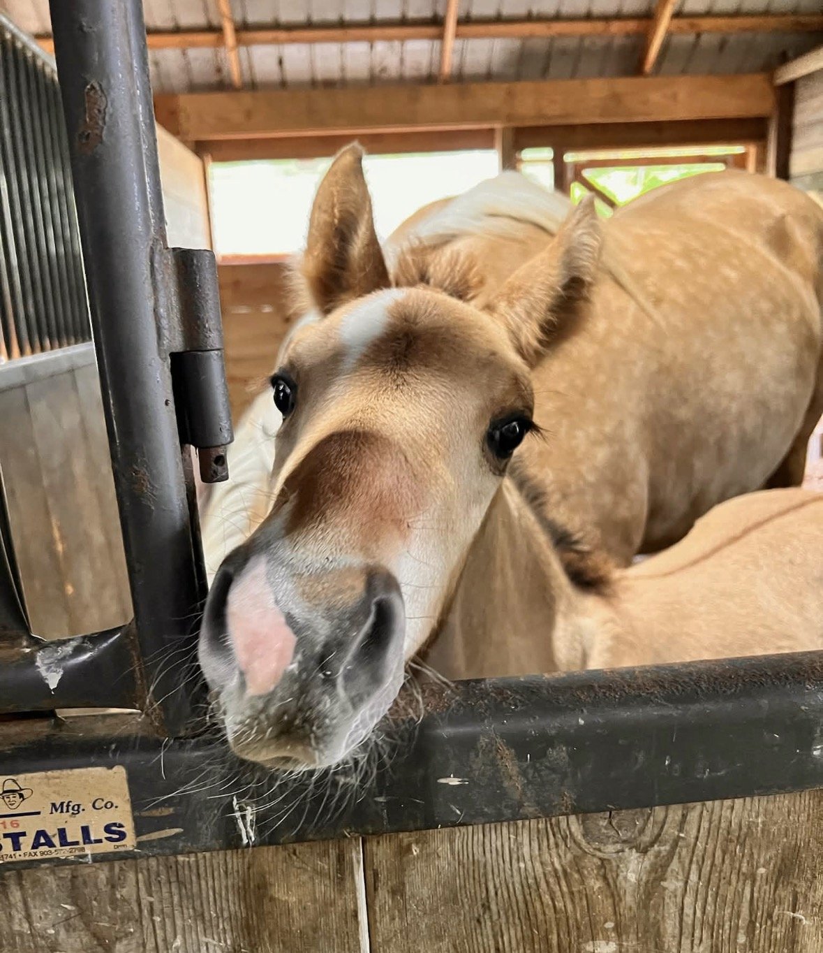 Apollo as a foal