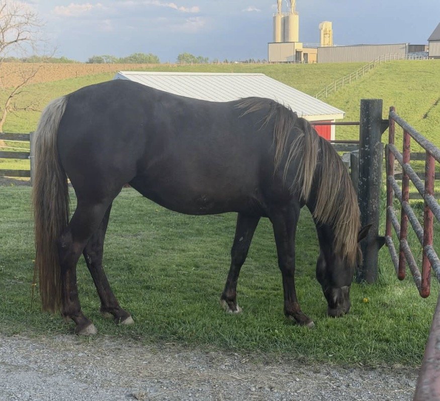 Freya grazing