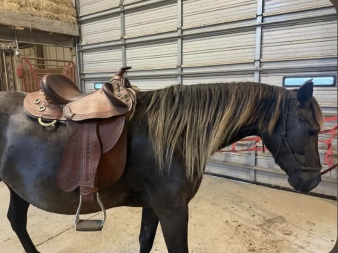 Freya saddled and ready