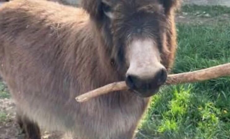 In Search of a Friendly Half-Sized Farm Animal