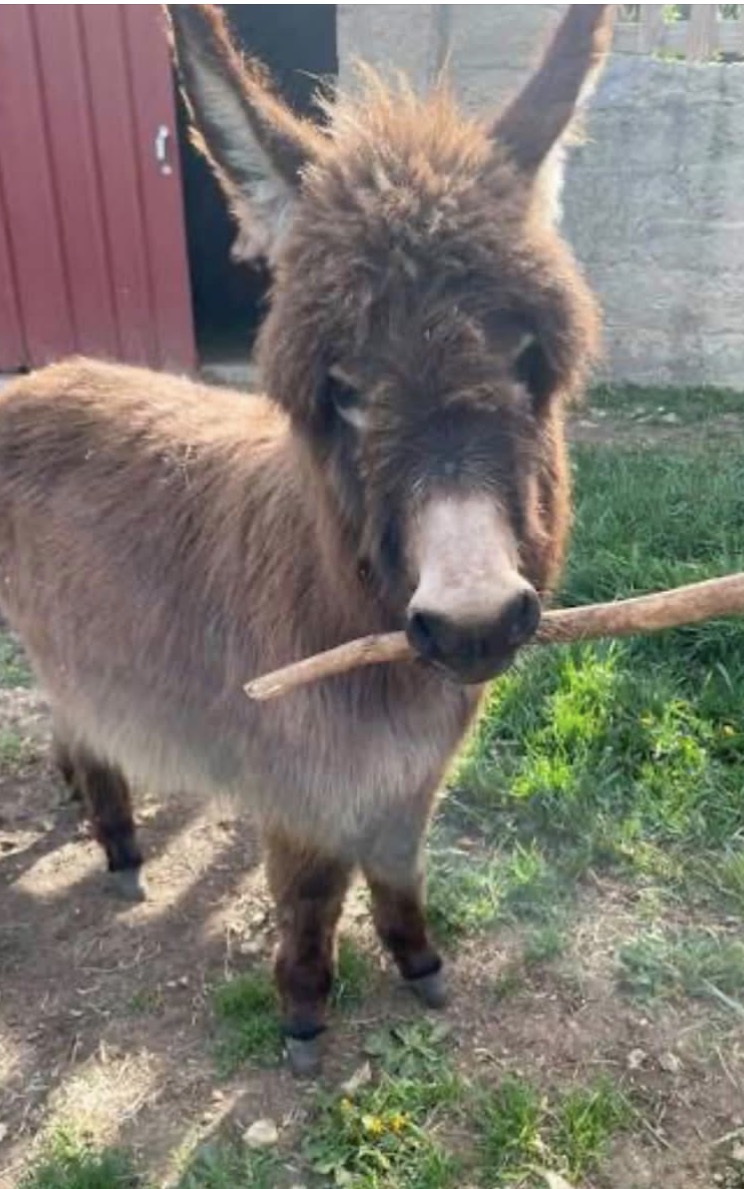 A miniature donkey holding a stick in its mouth