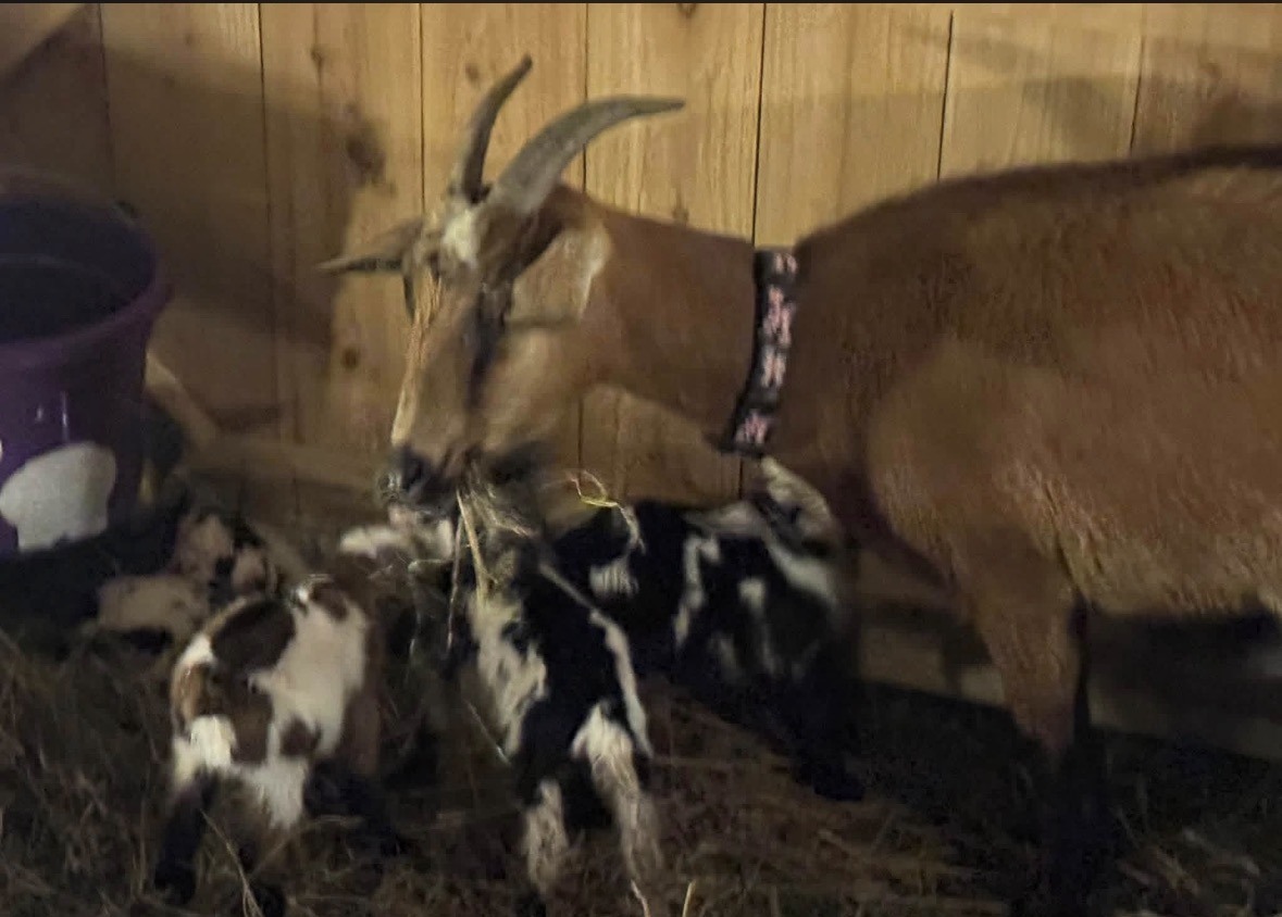 Roxann the goat with her four newborn kids in the barn