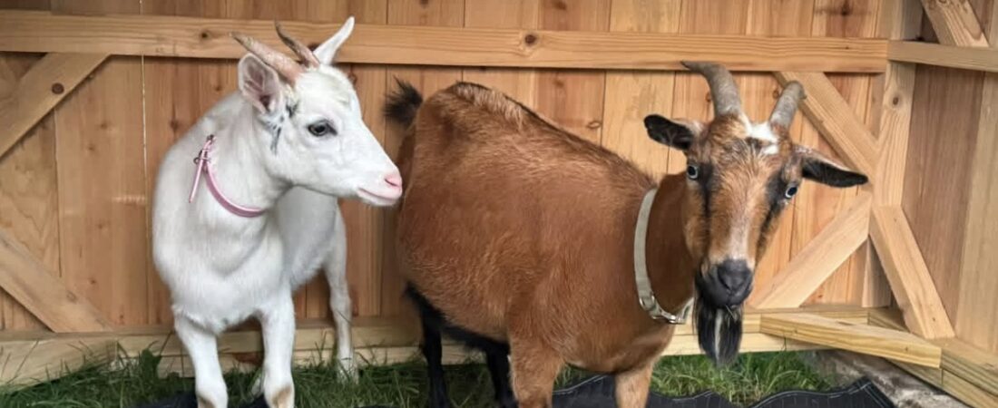 BREAKING NEWS: I’m Apparently Looking for a Goat OB-GYN Now