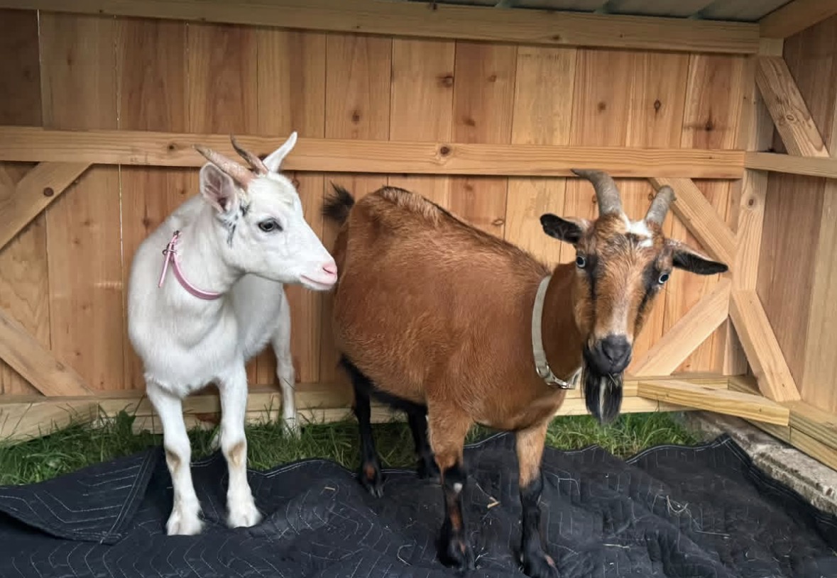 BREAKING NEWS: I’m Apparently Looking for a Goat OB-GYN Now