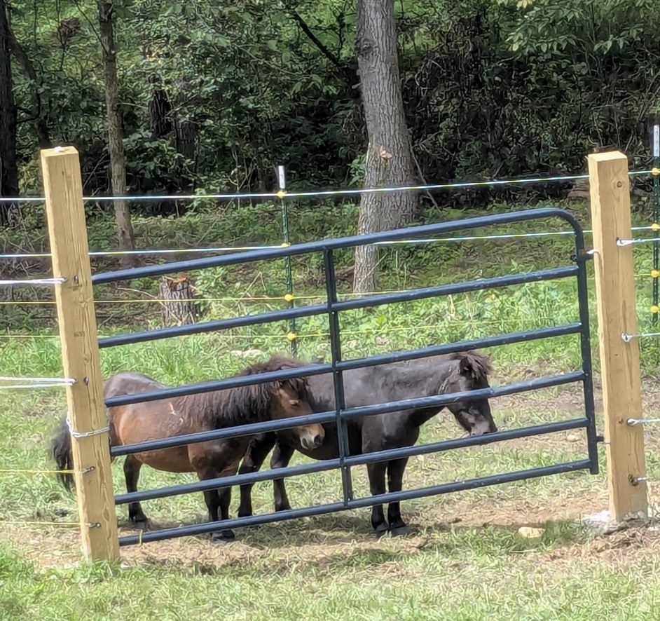 Danny DeVito and Rummy, the two rescue mini horses at Bigfoot’s Farm, standing behind the pasture gate