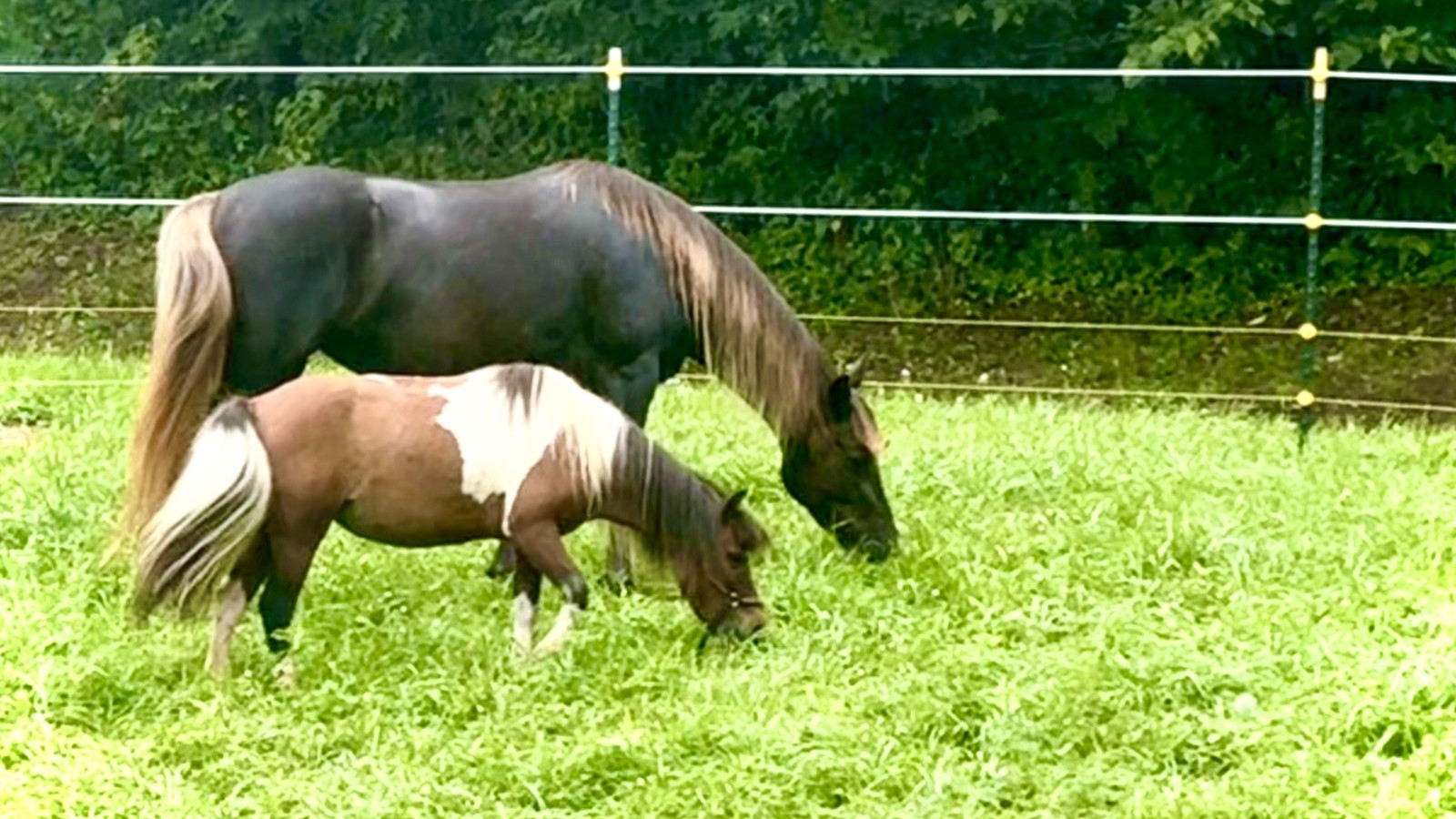 Freya the Rocky Mountain Horse and Coco the mini horse grazing together in the pasture at Bigfoot’s Farm in Bloomingdale, Ohio