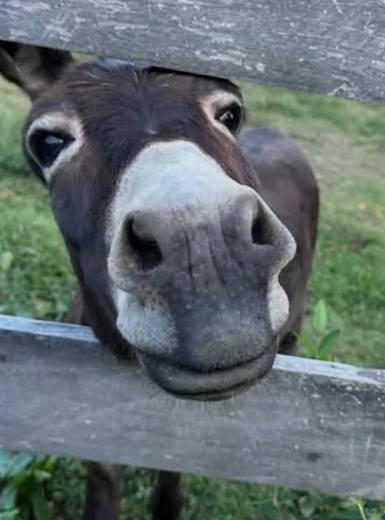 Gus the donkey