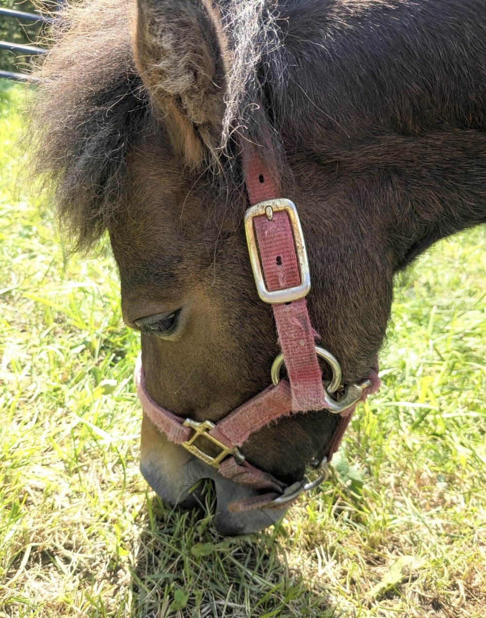 Closeup of Rummy the mini horse grazing, wearing her pink halter