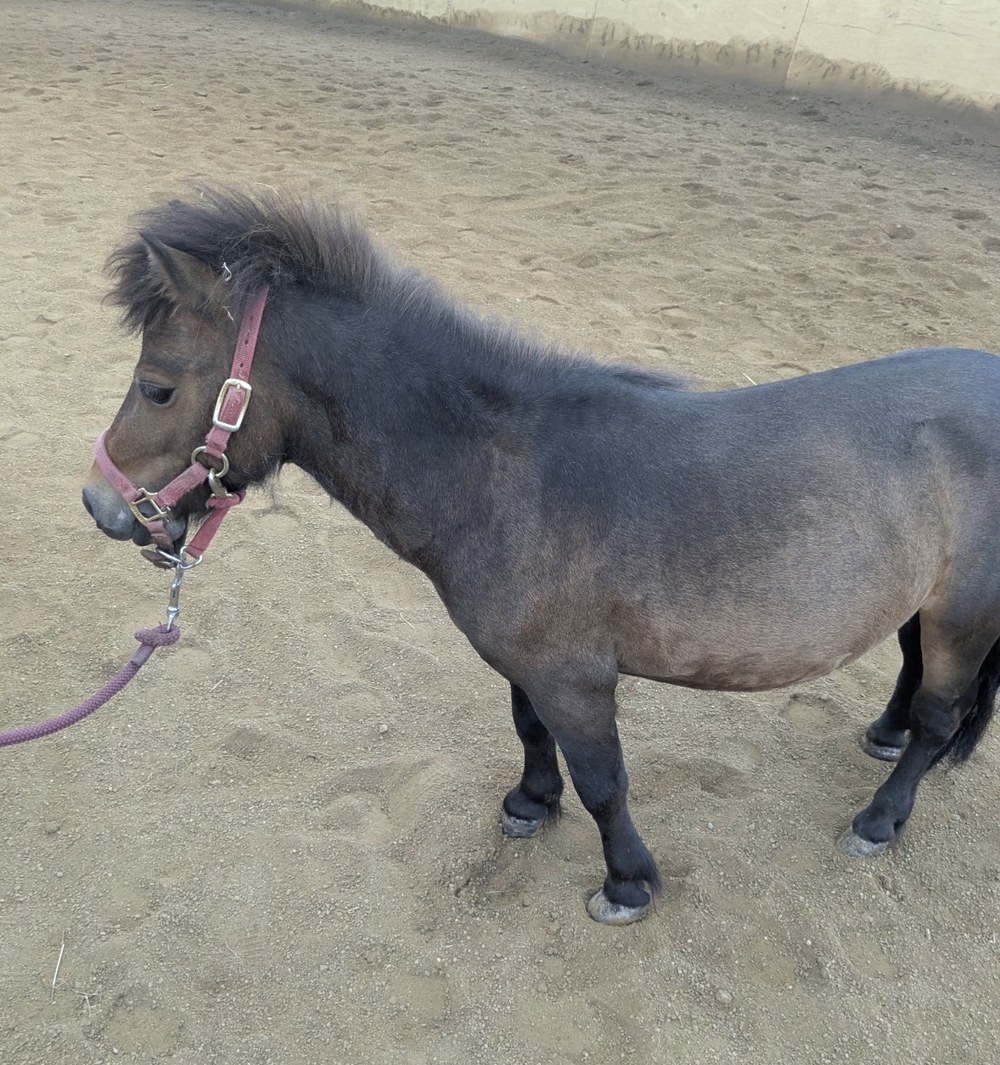 Rummy, also known as Rum Ham, a bay mini horse in a pink halter at Bigfoot’s Farm in Ohio